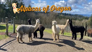 Alpacas Of Oregon Sherwood Feeding Alpacas