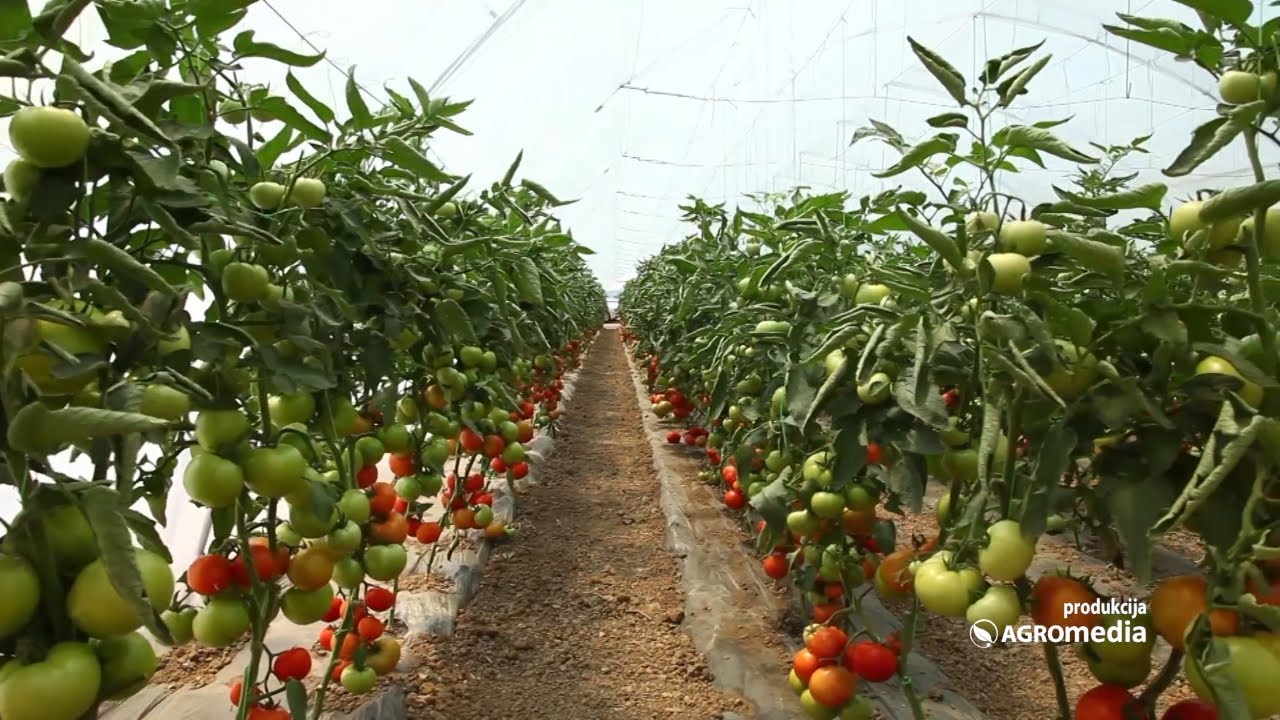 Primer pokazne proizvodnje paradajza u Vinarcu —  Evidentirana razlika u prinosu od 30%!