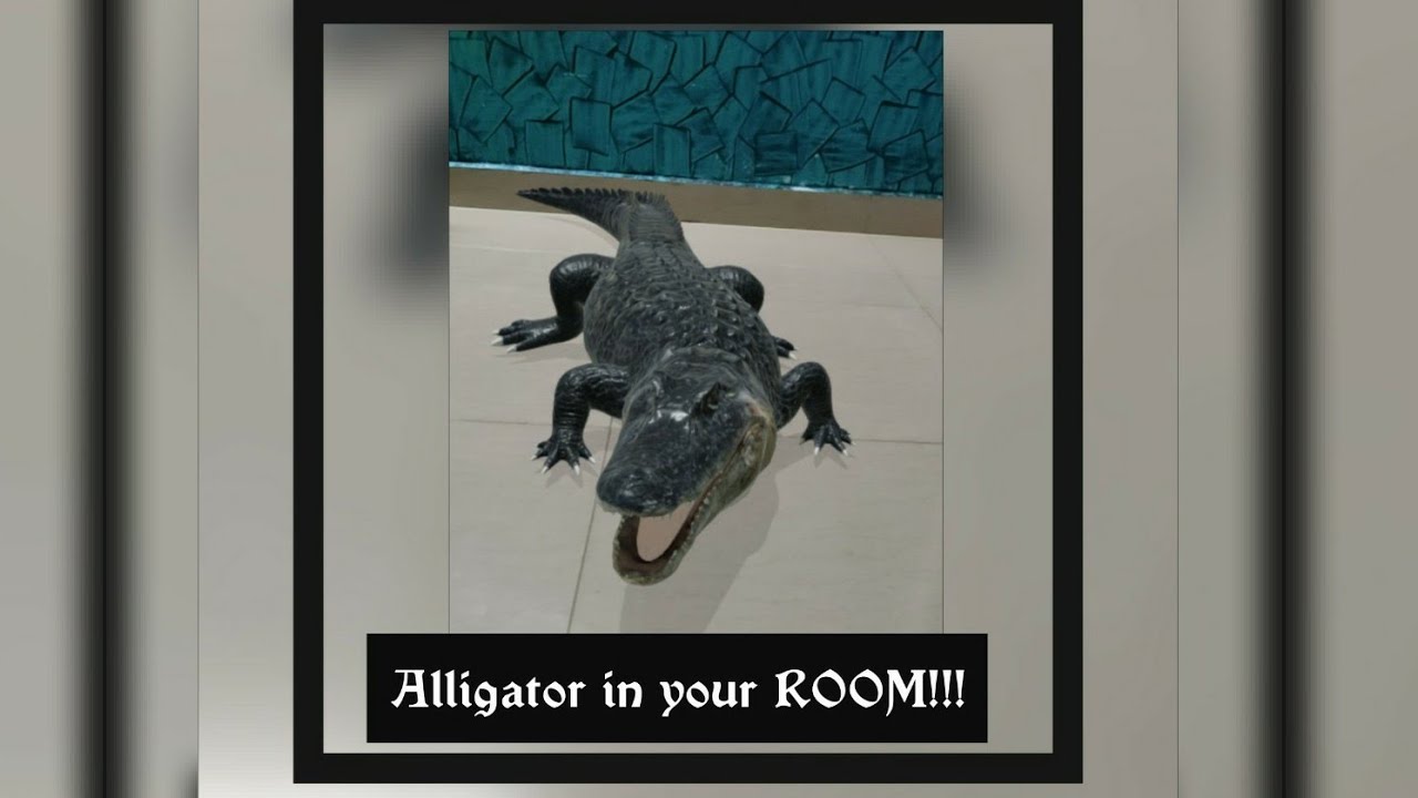 How To See Alligator In Your Room Google 3d Ar Animals A 3d Alligator In Your Room Youtube