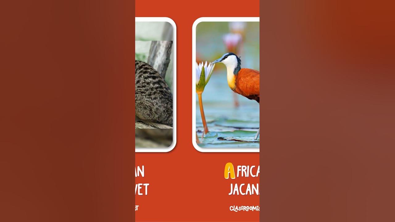 animal-that-start-with-a-part-5-youtube