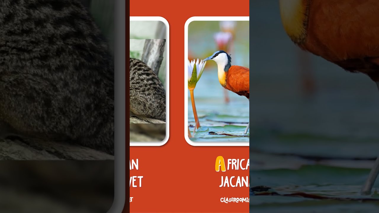 Animal That Start With A Part 5 YouTube Animal That Start With A Part 5 YouTube