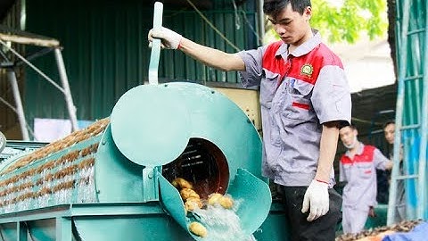MÁY RỬA CỦ QUẢ NÔNG SẢN, Máy rửa củ gừng, nghệ