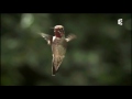 Le colibri   expert du vol stationnaire   documentaire animalier