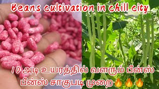 Beans cultivation seeds to harvest in tamil | பீன்ஸ் பயிரிடும் முறை in chill city | Agronomy channel