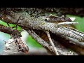 Salmon Fly Life Cycle and Behavior