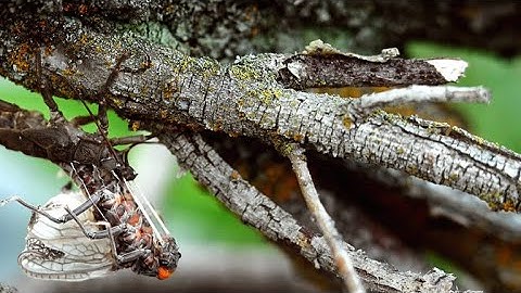 A Bug Undergoes One of Nature