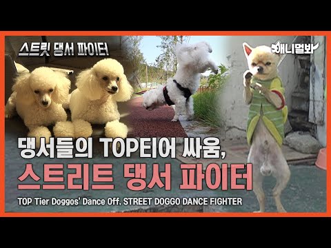 댕서들의 TOP티어 싸움, 스트리트 댕서 파이터ㅣTOP Tier Doggos' Dance Off, STREET DOGGO DANCE FIGHTER