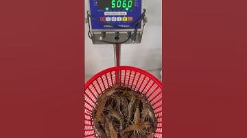 Tôm càng sen chất lượng loại 1 seri to