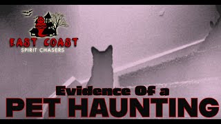 EAST COAST SPIRIT CHASERS  - EVIDENCE OF A PET HAUNTING  (CAT EDITION)
