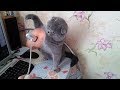 Funny dog and cat vs fans compilation 2017