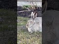 My magical backyard #edmonton #discoveringcanada #rabbit