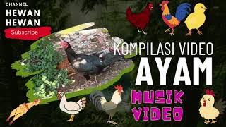 KOMPILASI VIDEO AYAM