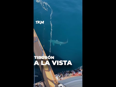 TIBURÓN A LA VISTA