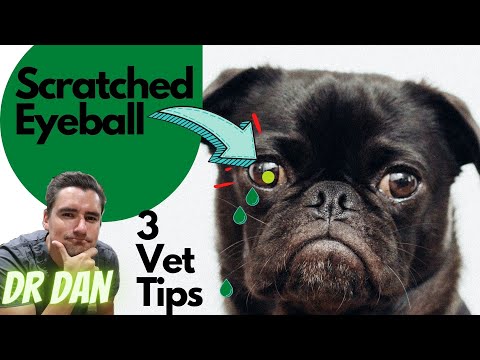 Video: 3 måter å hjelpe hunder med å overvinne hindringer
