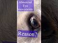 Why this abnormal eye movements? nystagmus in dogs