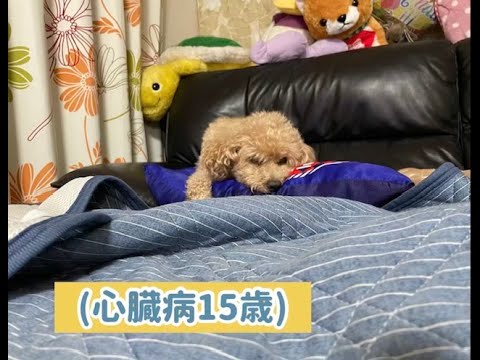 心臓病の15歳 咳をするたび移動する小太郎 老犬のオムツ 事情を簡単に獣医に聞いてきました Youtube