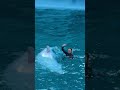 ダイナミック&優雅なシロイルカショー 横浜・八景島シーパラダイス イルカショー ※2024.04.06 / bluga whale show at yokohama