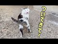 【失踪の理由】野良猫について行ったら､理由が分りました