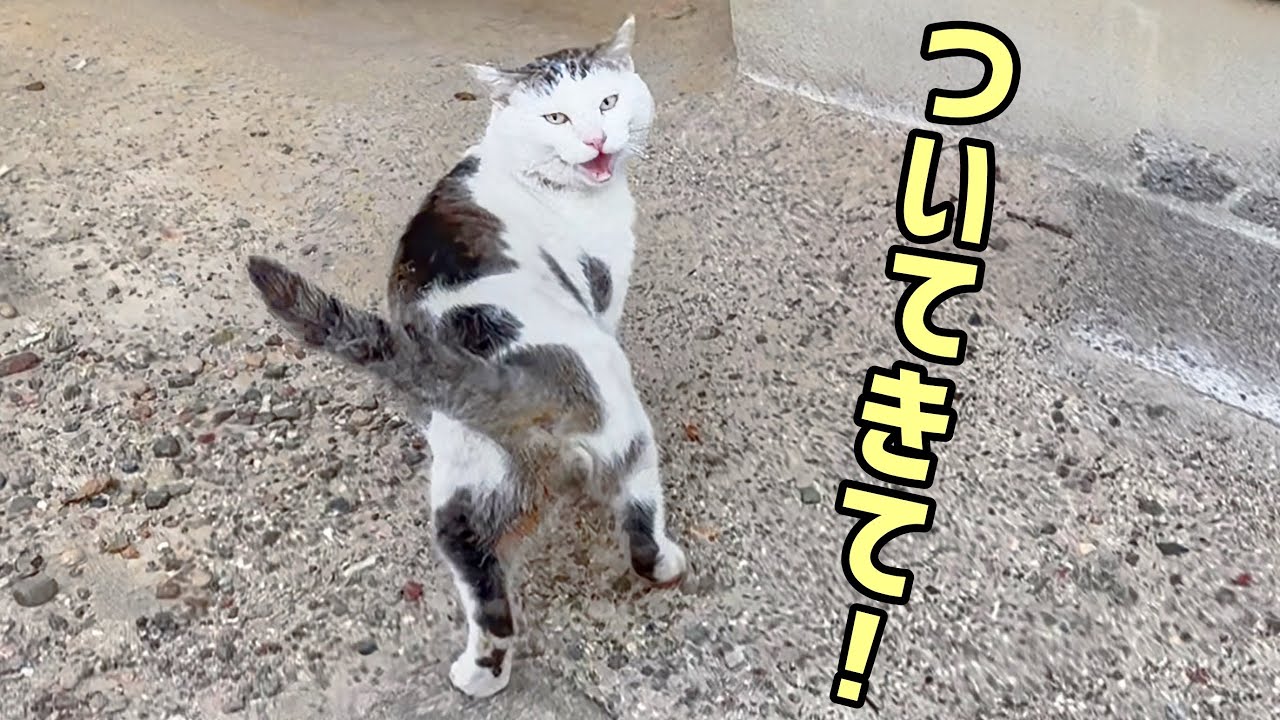 失踪の理由】野良猫について行ったら､理由が分りました - YouTube