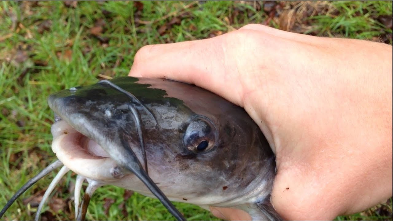 How to Set a Limb Line for Catfish 