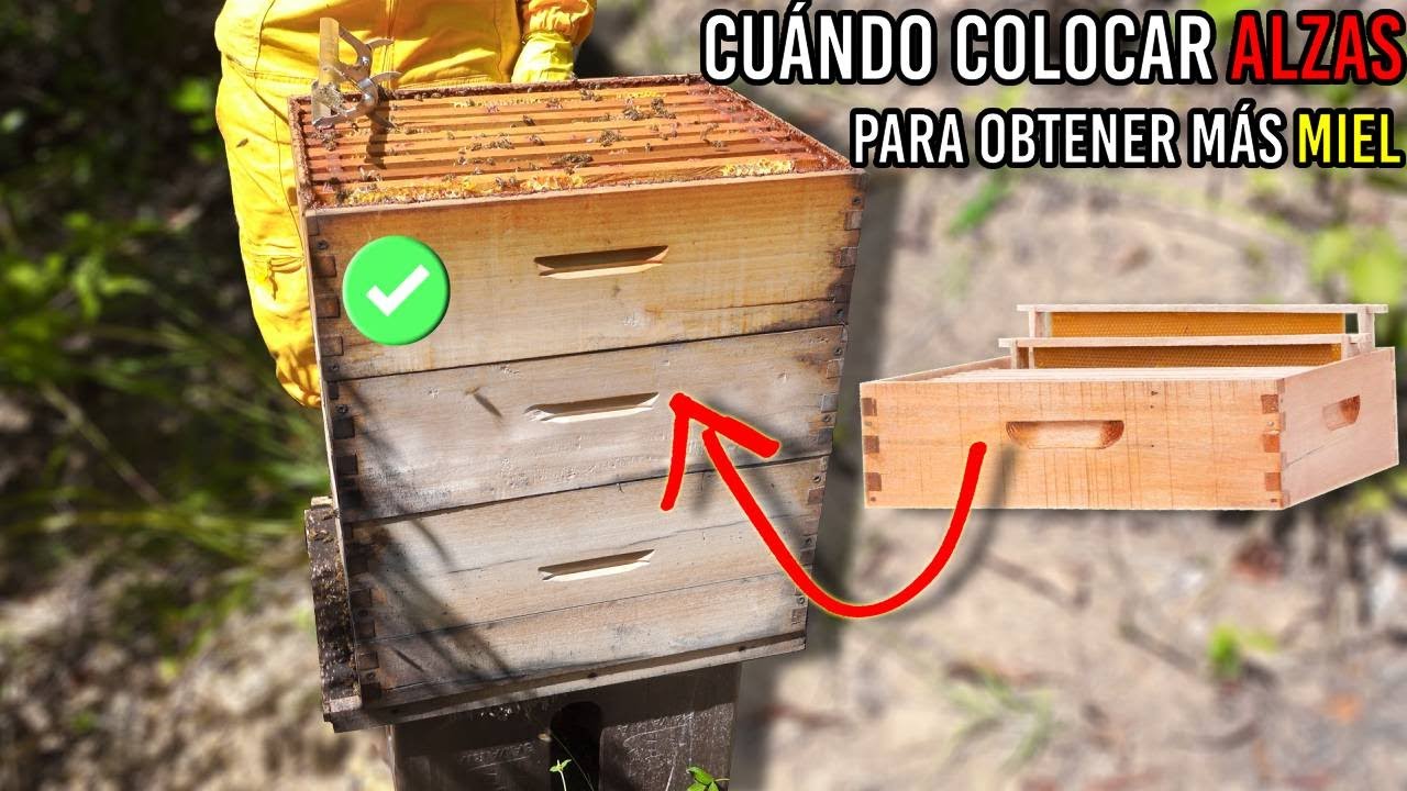 ¡La Mejor Época para Colocar Alzas de Miel y Producir Mucha Miel! 🐝🍯