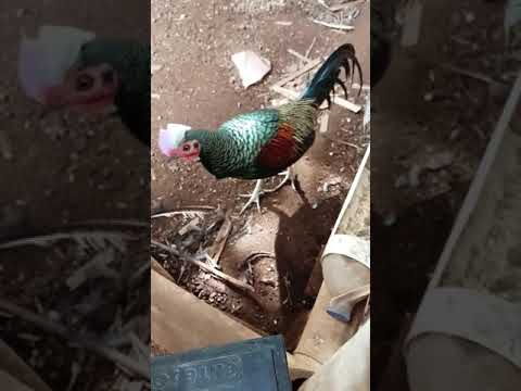 Ternak Ayam Hutan Hijau Kandang Umbaran Youtube