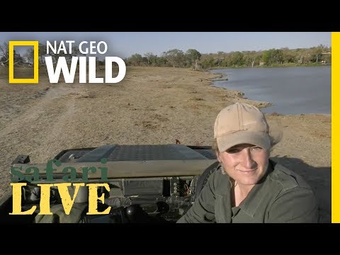 Safari Live - | National Geographic - Safari Live - | National Geographic