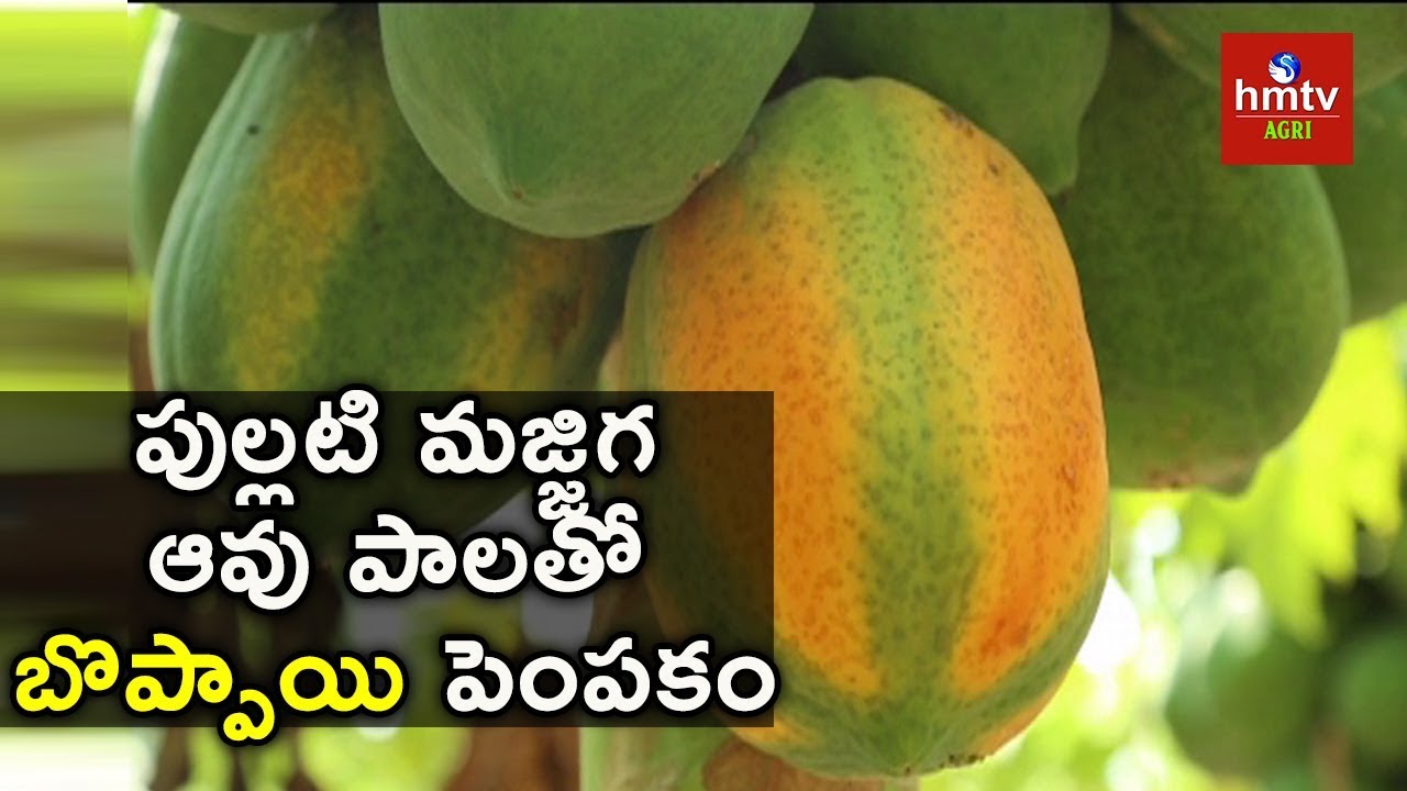 Papaya Cultivation with Buttermilk and Cow Milk | hmtv Agri