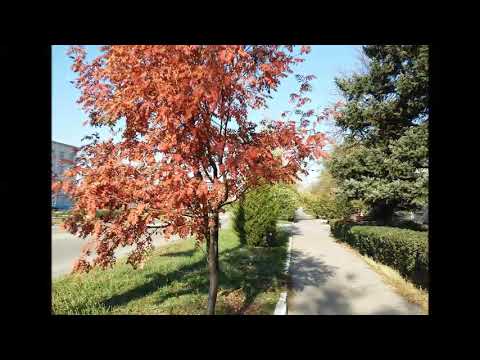 Осінь в рідному селищі