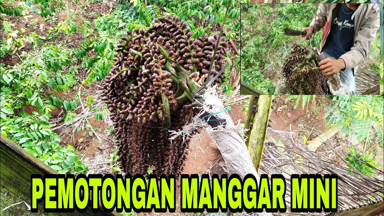 pemotongan manggar bunga aren !waktu yang tepat pemotongan lengan aren @usmcpro123