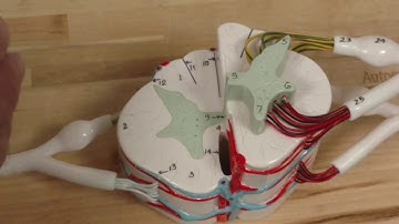 Cross Section of Spinal Cord