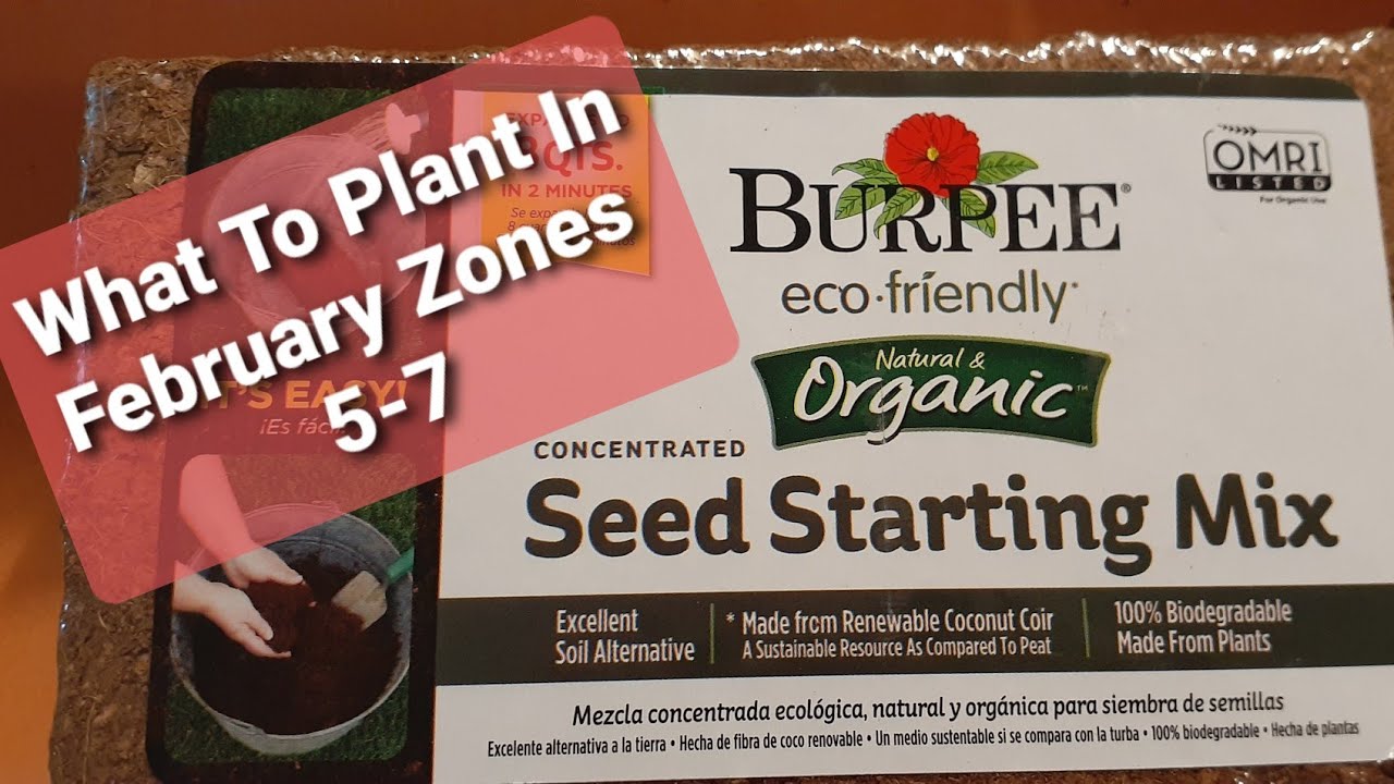 What to Plant In February Zones 57SEED STARTING! YouTube
