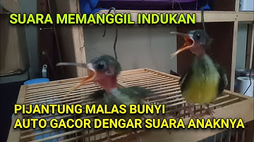 Suara anakan burung pijantung pisang memanggil induknya, ampuh untuk merespon bunyi pijantung bahan.