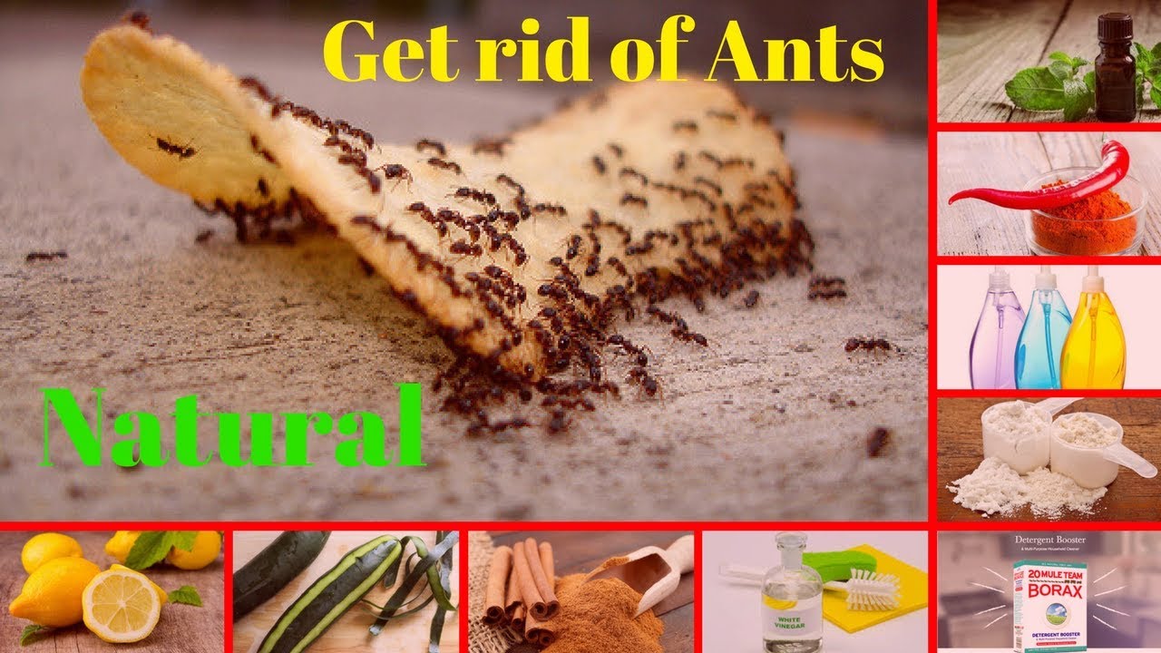 How To Get Rid Of Ants Fast Naturally 10 Best Ways To Get Rid Of Ants 
