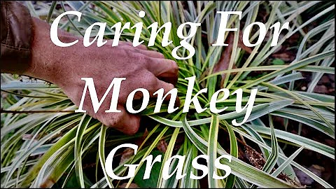 Caring For MONKEY GRASS/Liriope | WHEN and HOW to ...