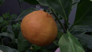Citrus reticulata variegata  Мандарин Уншиу пестролистный