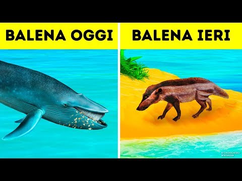 Video: Perché Le Balene Sono Silenziose?