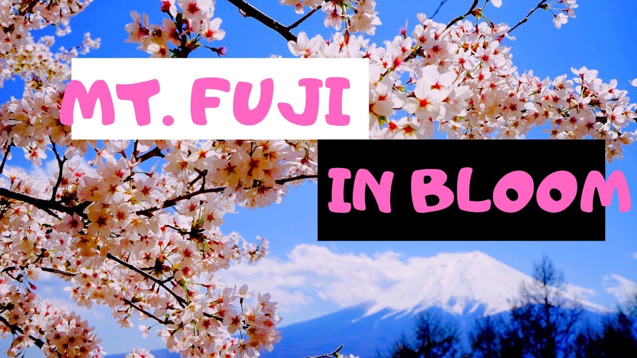 Famous Cherry Blossoms Spots Outside Tokyo: Weekend In Yamanashi