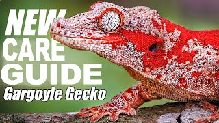 Gargoyle Gecko Care & Setup! The Ultimate Guide.