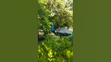 الشيخ فارس عباد #قران_راحة_نفسية #قرآن #قران_كريم #لايك #سورة_البقرة #explore #اكسبلور