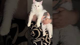 #cutecats #kitty #kittens #meow #purr #caturday #shorts #cat #cute