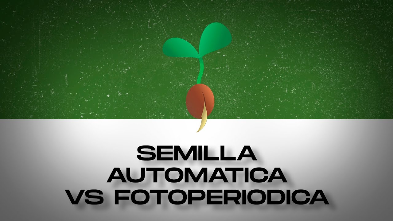 Semas Automáticas vs Fotoperiódicas (resumido)