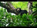 Sun Bear Behavior | Sun Bear's Superb Climbing Skills | BSBCC