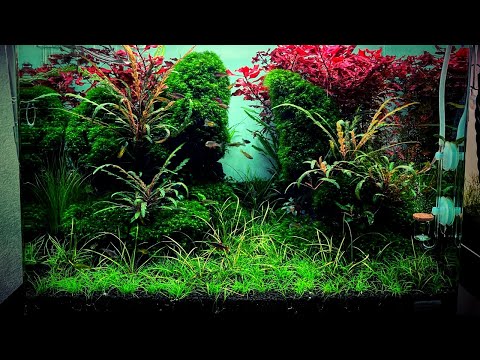 Aquascape Tutorial -