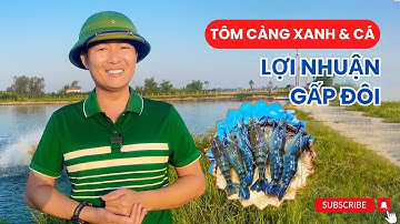 Lợi nhuận bất ngờ nhân đôi từ mô hình nuôi tôm càng xanh kết hợp với cá | Vũ Đức Thiện