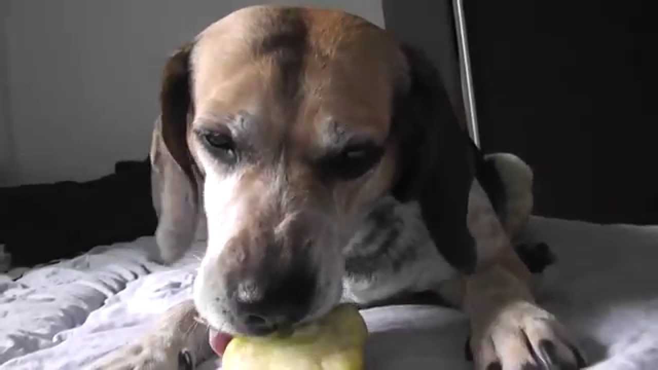 Dog Eat Apple in 4min HD / Pas jede jabuku YouTube