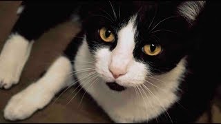ひらめいたのは、愛猫が奇妙な行動を取り始めたとき。64歳の女性は、肩の中に病を抱えていることを知らなかった。