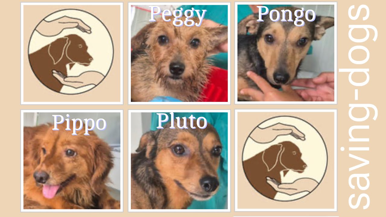 Peggy, Pongo, Pippo, Pluto