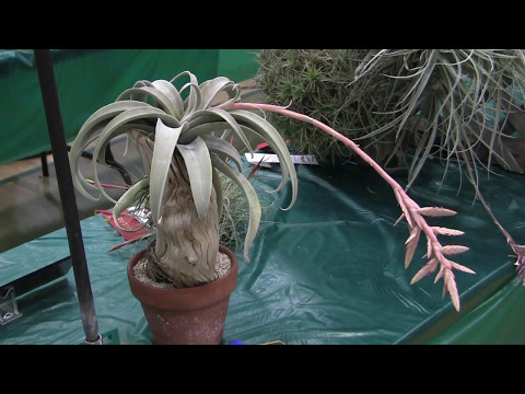 Video: Mimea Ya Familia Ya Bromeliad