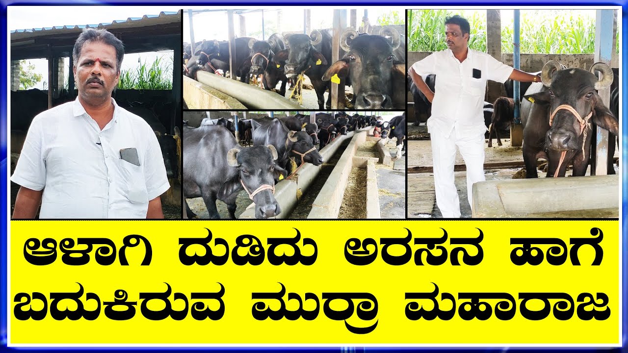 ಹೈನುಗಾರಿಕೆಯಲ್ಲಿ 50 ಮರ‍್ರಾ ಎಮ್ಮೆ ಸಾಕಾಣಿಕೆ ಮಾಡಿ ಖರ್ಚು ಕಳೆದು ತಿಂಗಳಿಗೆ 2.5 ಲಕ್ಷ ಆದಾಯ